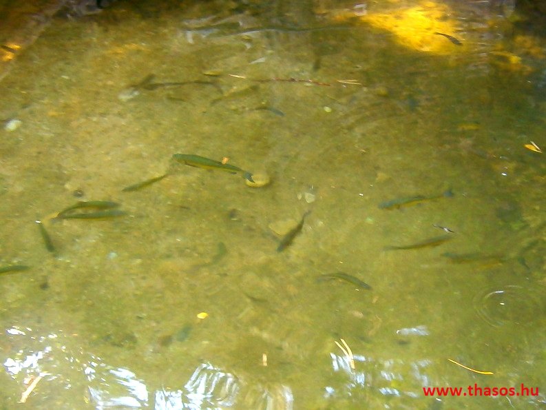 Az öreg falu, a vén platán és a folyók meséje